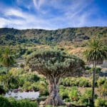 Where Dragons’ Blood Trees Meet Golden Beaches
