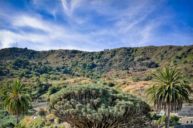 Where Dragons’ Blood Trees Meet Golden Beaches