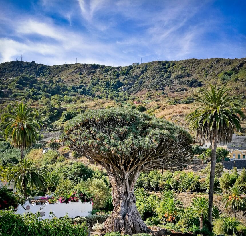 Where Dragons’ Blood Trees Meet Golden Beaches