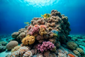 Artificial Reefs for Ecosystem Restoration and Coastal Erosion Protection